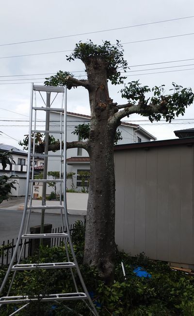 クロガネモチの強剪定 いっぷくばっか